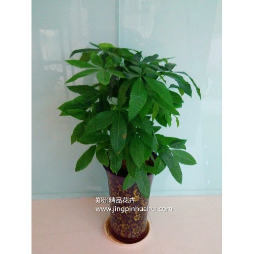 矮桿三組合發(fā)財(cái)樹