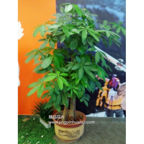 矮桿大盆組合發財樹