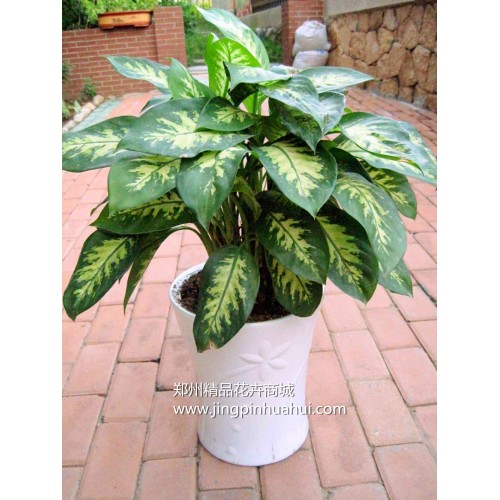 斑馬萬(wàn)年青