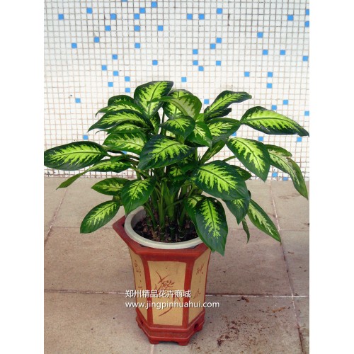 斑馬萬(wàn)年青