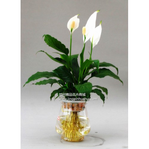 水培--一帆風(fēng)順