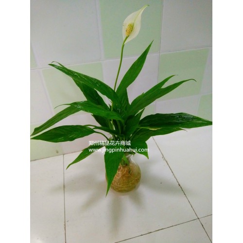 水培--一帆風(fēng)順