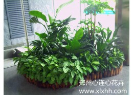 大廳植物景觀設計