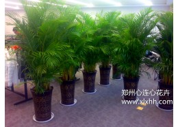 植物屏風設計推薦