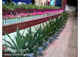 舞臺(tái)下花卉擺放案例