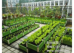 陽臺菜園案例