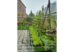 陽臺菜園設計