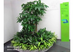 鄭州室內植物造景設計