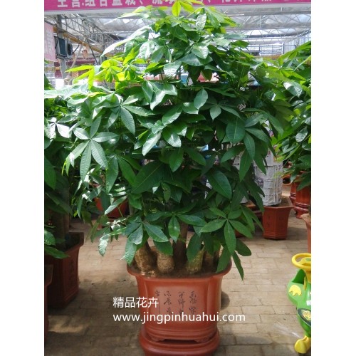 大盆組合發財樹