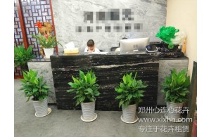 公司前臺綠化方案及建議