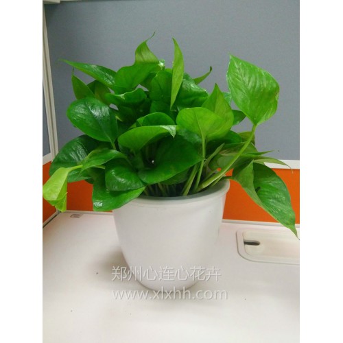 小綠蘿—自吸水盆