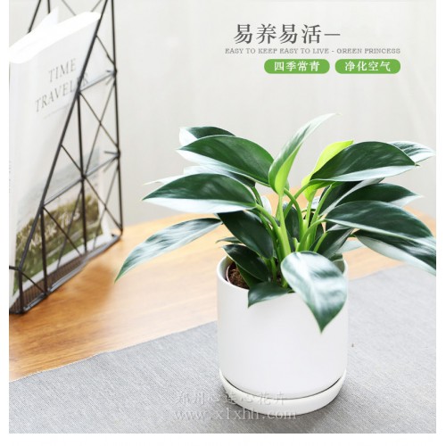 小金鉆——綠公主