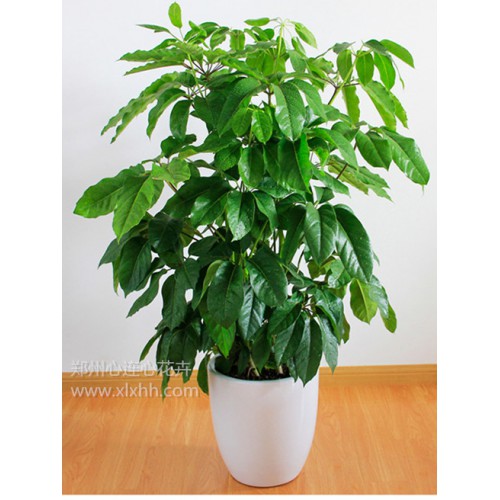 奧洲發(fā)財(cái)樹