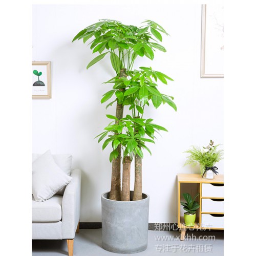 步步高升發財樹