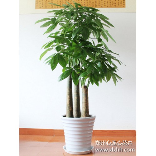 步步高升發財樹