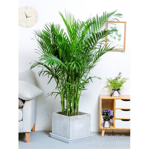 大富貴椰子—水泥盆