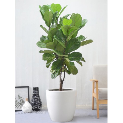 琴葉榕之牛奶子樹