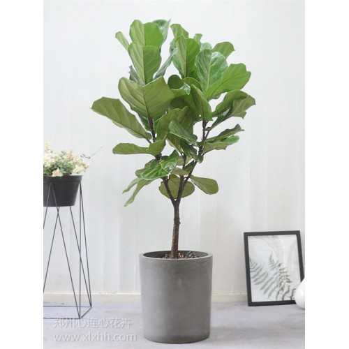 琴葉榕之鐵牛入石